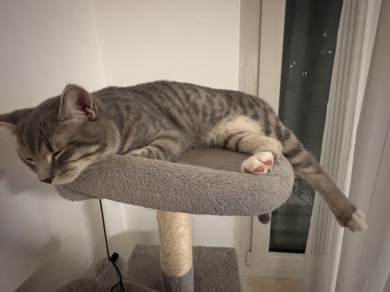 (700€ beide zusammen)Wunderschöne Geschwisterkitten suchen neues zuhause!!