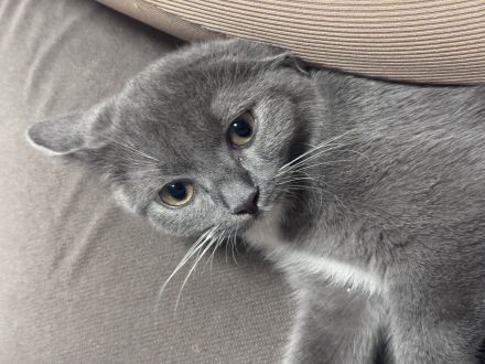 6 Monate alte Geschwisterkitten suchen neues zuhause.