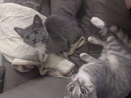 6 Monate alte Geschwisterkitten suchen neues zuhause.