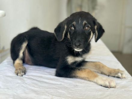 Elina, geb. ca. 03/2026, lebt in GRIECHENLAND, im städt. Tierheim Serres
