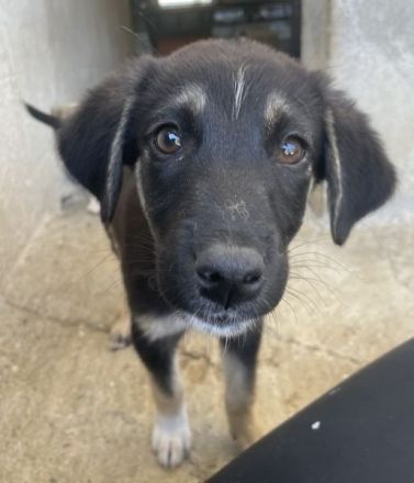 Elina, geb. ca. 03/2026, lebt in GRIECHENLAND, im städt. Tierheim Serres