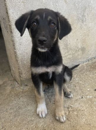 Elina, geb. ca. 03/2026, lebt in GRIECHENLAND, im städt. Tierheim Serres