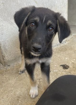 Elina, geb. ca. 03/2026, lebt in GRIECHENLAND, im städt. Tierheim Serres