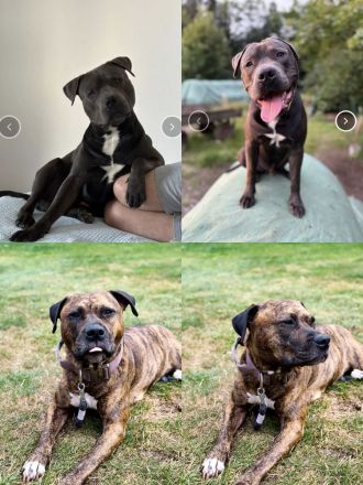 American Staffordshire Terrier Welpen