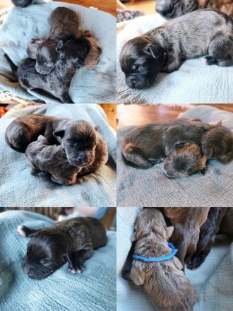 American Staffordshire Terrier Welpen