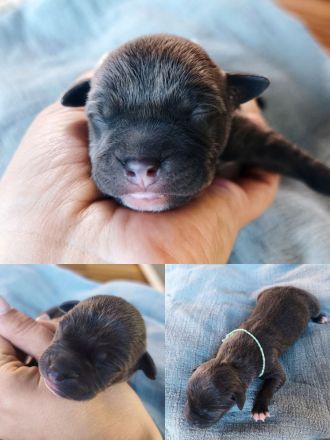American Staffordshire Terrier Welpen