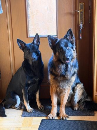 Schäferhund Welpen Mix