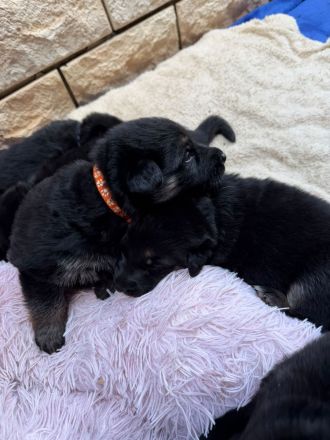 Schäferhund Welpen Mix