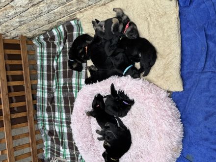 Schäferhund Welpen Mix