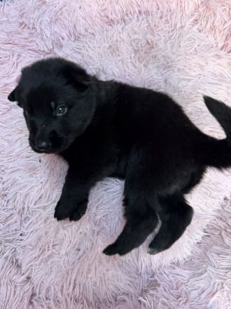 Schäferhund Welpen Mix