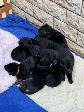 Schäferhund Welpen Mix