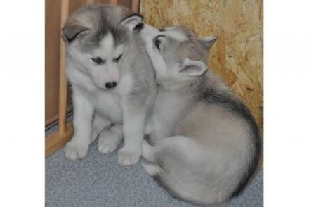 Siberian-Husky-Welpen