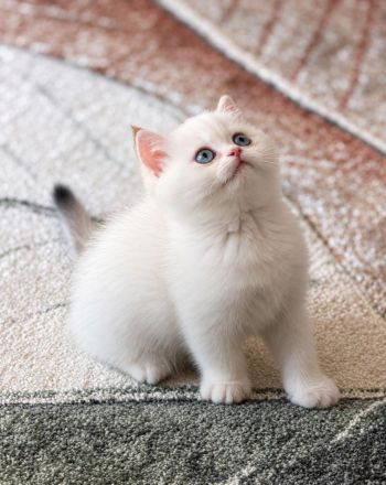 Supersüße BKH Kitten mit blauen / grünen Augen weiß / gold Reinrassig!