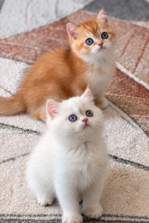 Supersüße BKH Kitten mit blauen / grünen Augen weiß / gold Reinrassig!