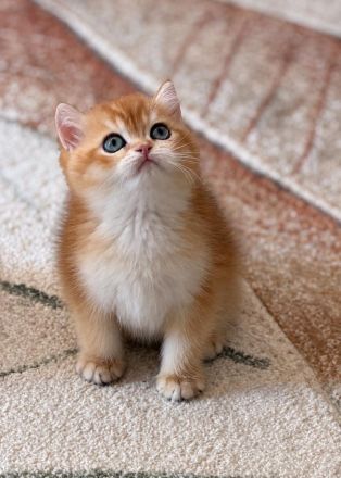 Supersüße BKH Kitten mit blauen / grünen Augen weiß / gold Reinrassig!