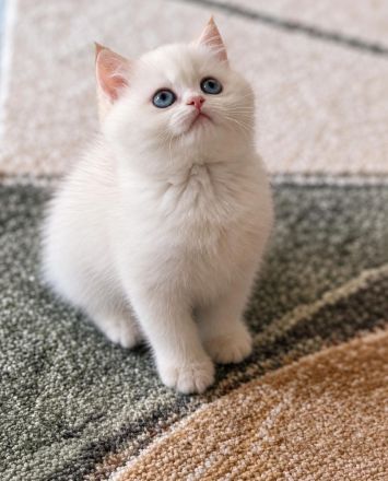 Supersüße BKH Kitten mit blauen / grünen Augen weiß / gold Reinrassig!