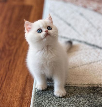 Supersüße BKH Kitten mit blauen / grünen Augen weiß / gold Reinrassig!