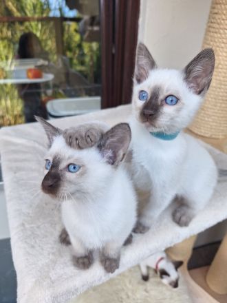Thaikatze Thaikitten mit Stammbaum