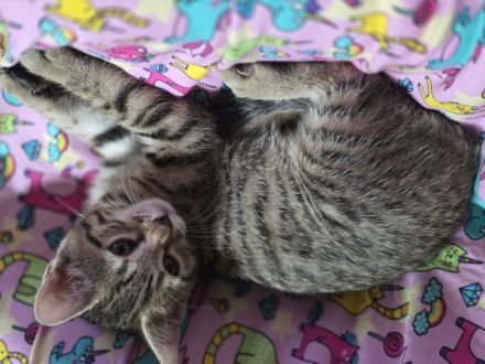 Süßes Bengal-Mix Mädchen...