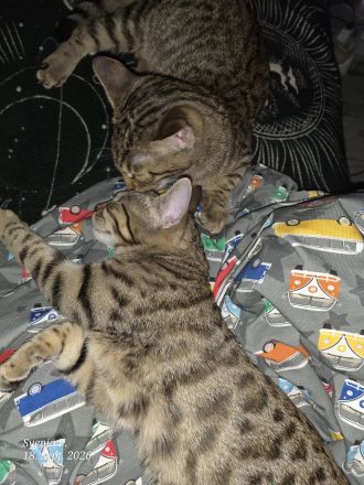Süßes Bengal-Mix Mädchen...