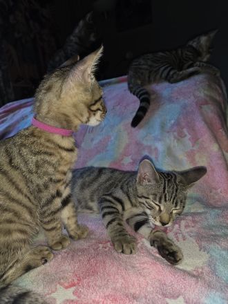 Süßes Bengal-Mix Mädchen...