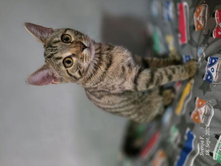 Süßes Bengal-Mix Mädchen...