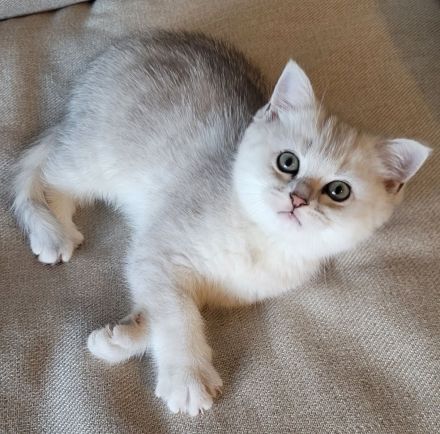 Britisch Kurzhaar Kitten Grey Tabby