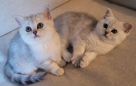 Britisch Kurzhaar Kitten Grey Tabby