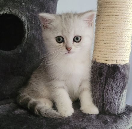 Britisch Kurzhaar Kitten Grey Tabby