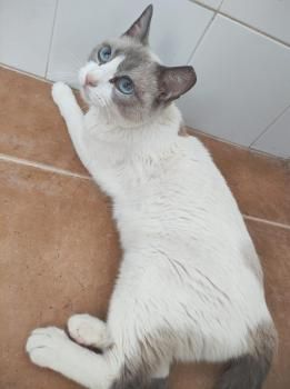Milka