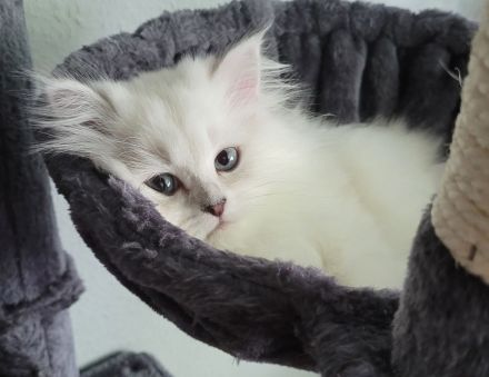 Britisch Langhaar Kitten