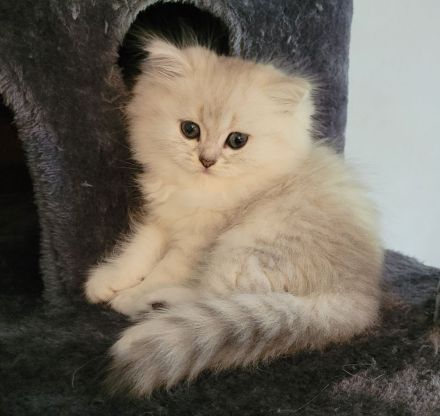 Britisch Langhaar Kitten