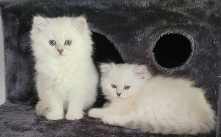 Britisch Langhaar Kitten