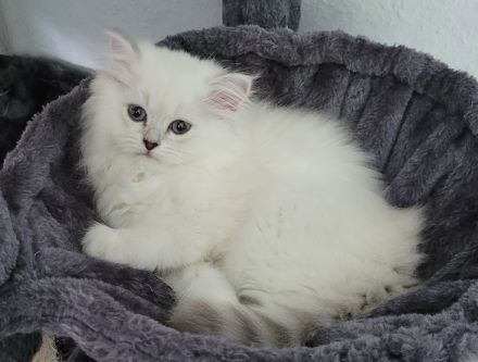 Britisch Langhaar Kitten