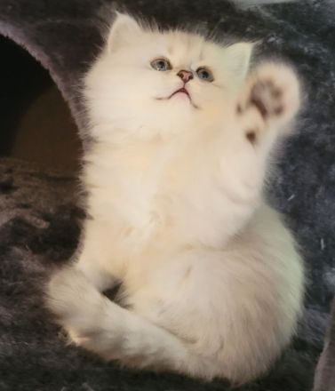 Britisch Langhaar Kitten