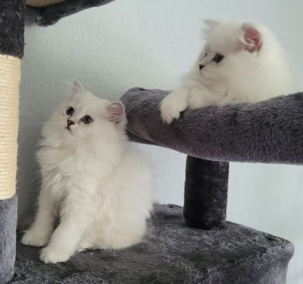Britisch Langhaar Kitten
