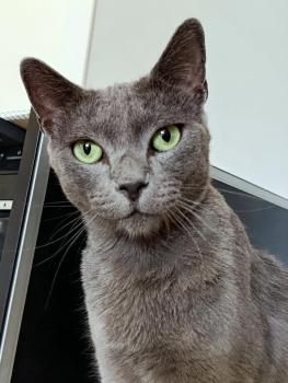 Delphi, FIV positiv