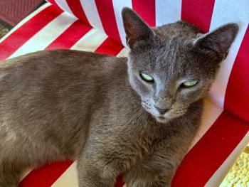 Delphi, FIV positiv