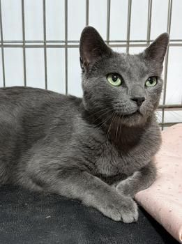 Delphi, FIV positiv