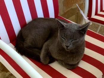 Delphi, FIV positiv