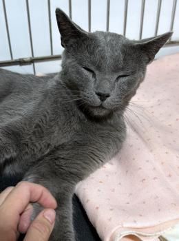 Delphi, FIV positiv