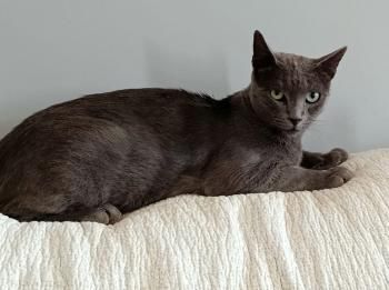 Delphi, FIV positiv