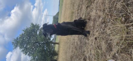 Altdeutscher Hütehund in gute Hände abzugeben