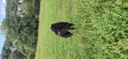 Altdeutscher Hütehund in gute Hände abzugeben