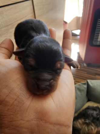 Yorkshire mini