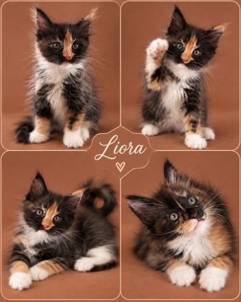 🐾 Maine-Coon-Kitten suchen ihr Traumzuhause ❤️