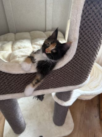 🐾 Maine-Coon-Kitten suchen ihr Traumzuhause ❤️