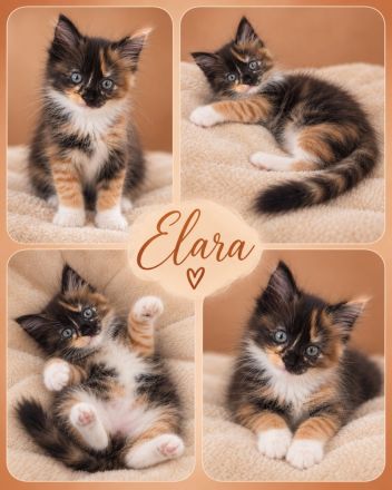 🐾 Maine-Coon-Kitten suchen ihr Traumzuhause ❤️
