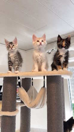 🐾 Maine-Coon-Kitten suchen ihr Traumzuhause ❤️