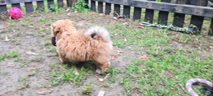 Reserviert - Herzensbrecher Romeo - süßer Havaneserwelpe Rüde mit großem Herzen sucht Festanstellung